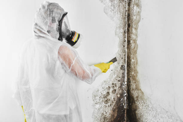 Best Residential Mold Remediation in Leisure Village West, NJ