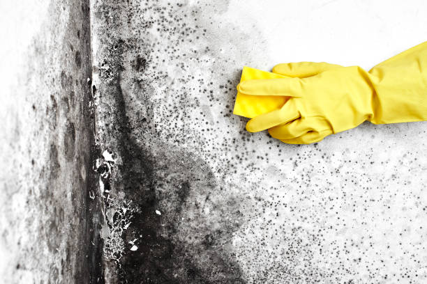 Best Post-Flood Mold Remediation in Leisure Village West, NJ