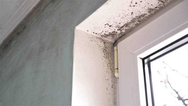 Leisure Village West, NJ Mold Remediation Company