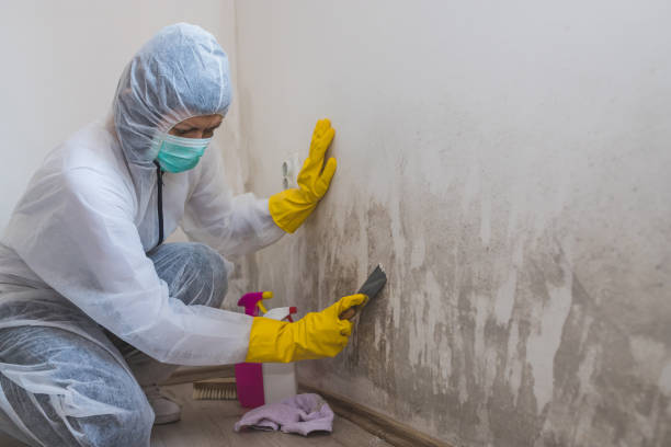 Best Industrial Mold Remediation in Leisure Village West, NJ