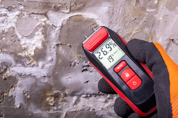 Best Black Mold Remediation in Leisure Village West, NJ